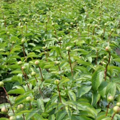 Paeonia Pink Vanguard 4L/21cm -Ketler Outdoors Shop pink vanguard f4 89217.1662993102