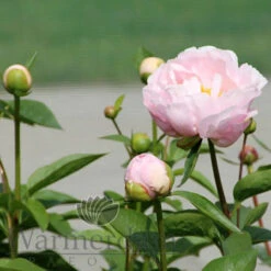 Paeonia Pink Vanguard 4L/21cm -Ketler Outdoors Shop pink vanguard f5 49662.1662993102