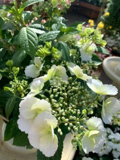 Hydrangea Runaway Bride -Ketler Outdoors Shop plant 2.0.jpeg 00117.1662992822