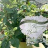 Hydrangea Runaway Bride -Ketler Outdoors Shop plant 2.1 63420.1665133512