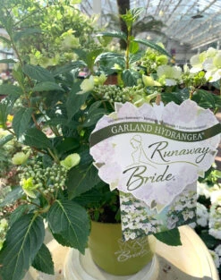 Hydrangea Runaway Bride