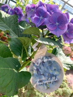 Hydrangea Teller Blue -Ketler Outdoors Shop plant 3.0.jpeg 32499.1662992822