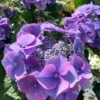 Hydrangea Teller Blue -Ketler Outdoors Shop plant 3.1.jpeg 10112.1665133507