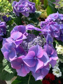 Hydrangea Teller Blue