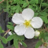 Potentilla 'Abbotswood' 4L -Ketler Outdoors Shop potentilla abbotswood pshgen1007 57660.1665133511