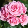 Patio Rose 'Pretty Polly' 4L -Ketler Outdoors Shop pretty polly 45281.1674483808