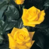 Gift Rose 'Golden Wedding' 5L -Ketler Outdoors Shop prsgif0012 28082.1674483803