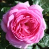Gift Rose 'Mum In A Million' 5L -Ketler Outdoors Shop prsgif0013 46050.1674483804