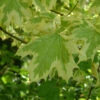 Acer Platinoides `Drummondii' 15L -Ketler Outdoors Shop pshace0478 87043.1665133501