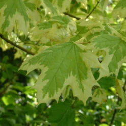 Acer Platinoides `Drummondii' 15L