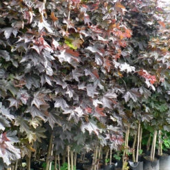 Acer Platinoides `Crimson King' 15L -Ketler Outdoors Shop pshace0491 1 41516.1662991154