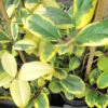 Ilex X Altaclarensis `Golden King' 15L -Ketler Outdoors Shop psheve0002 ilex golden king 60368.1665133528