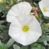 Convolvulus Cneorum 2L -Ketler Outdoors Shop psheve0046 2 51525.1665133502
