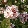 Viburnum 'Carlesii' -Ketler Outdoors Shop psheve0179 05416.1665133502
