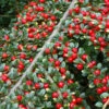 Cotoneaster Horizontalis 4L -Ketler Outdoors Shop psheve1278 2 97090.1665133503