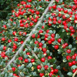Cotoneaster Horizontalis 4L