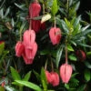 Crinodendron Hookerianum 3L -Ketler Outdoors Shop psheve1305 2 81847.1665133503