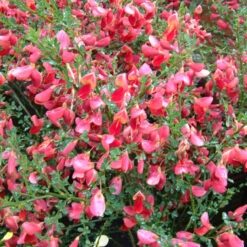 Cytisus 'Boskoop Ruby' 4L