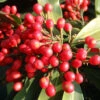 Skimmia Reevesiana 3L -Ketler Outdoors Shop pshfra0012 05616.1665133503