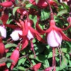 Fuchsia 'Hardy Assortment' Of 6 X 3Ltr -Ketler Outdoors Shop pshgen0048 fuchsia alice 2 95528.1665133510