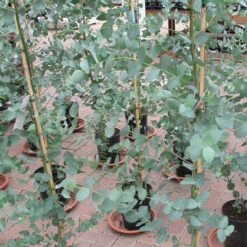 Eucalyptus Gunnii 4L