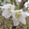 Prunus Incisa 'Kojo-No-Mai' 3L -Ketler Outdoors Shop pshgen0288 43590.1665133505