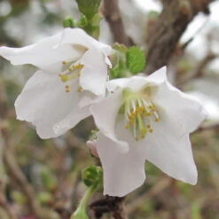 Prunus Incisa 'Kojo-No-Mai' 3L