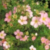 Potentilla 'Lovely Pink' 4L -Ketler Outdoors Shop pshgen0517 potentilla lovely pink 22104.1665133506