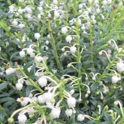 Gaultheria Muc 'Mascula' 2L