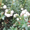 Gaultheria 'Snow White' 2L -Ketler Outdoors Shop pshgen0776 93498.1665133508