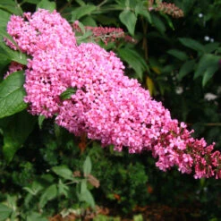 Buddleja 'Pink Delight' 4L