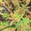 Potentilla 'Goldfinger' 4L -Ketler Outdoors Shop pshgen1009 potentilla goldfinger 15397.1665133511