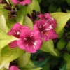 Weigela 'Rubidor' 4L -Ketler Outdoors Shop pshgen1024 2 75633.1665133512