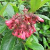 Escallonia 'Red Knight' 4L -Ketler Outdoors Shop pshgen1106 escallonia red knight 43438.1665133513