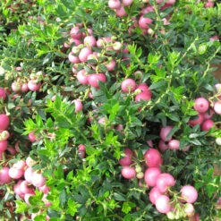 Pernettya 'Mulberry Wine' 2L