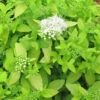 Spiraea Japonica 'White Gold' 3L -Ketler Outdoors Shop pshgen2111 14376.1665133514