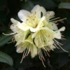 Rhododendron 'Princess Anne' 3L -Ketler Outdoors Shop pshrho0005 53643.1665133519