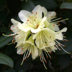 Rhododendron 'Princess Anne' 3L