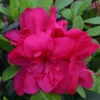 Azalea 'Mothers Day' 3L -Ketler Outdoors Shop pshrho0006 2 75049.1665133519