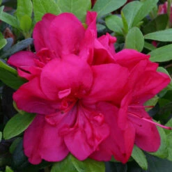 Azalea 'Mothers Day' 3L
