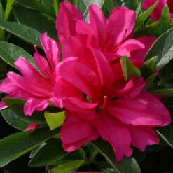 Azalea 'Rosa' 3L