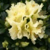 Rhododendron 'Patty Bee' 3L -Ketler Outdoors Shop pshrho0011 29855.1665133519