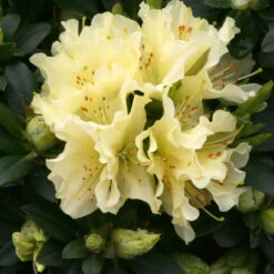 Rhododendron 'Patty Bee' 3L