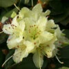 Rhododendron 'Shamrock' 3L -Ketler Outdoors Shop pshrho0030 45242.1665133520