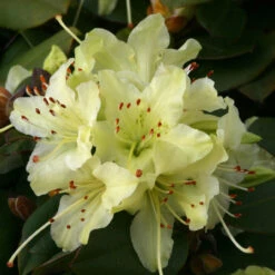 Rhododendron 'Shamrock' 3L