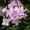 Rhododendron 'Snipe' 3L -Ketler Outdoors Shop pshrho0031 77620.1665133520