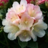 Rhododendron 'Golden Torch' 3L -Ketler Outdoors Shop pshrho0037 67671.1665133520
