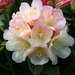 Rhododendron 'Golden Torch' 3L