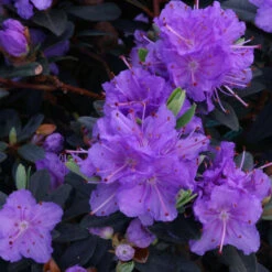 Rhododendron 'Ramapo' 3L
