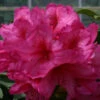 Rhododendron 'Van' 40l